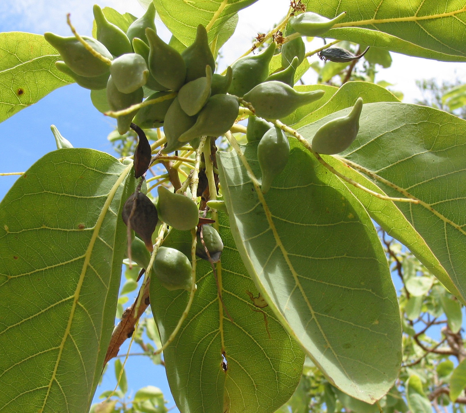 Kakadu Plum - The Australian Superfruit!